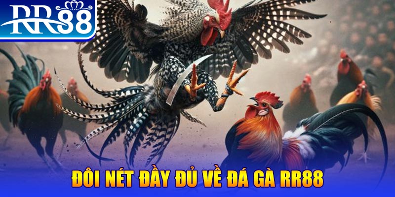 234 player gà chọi hoà phong