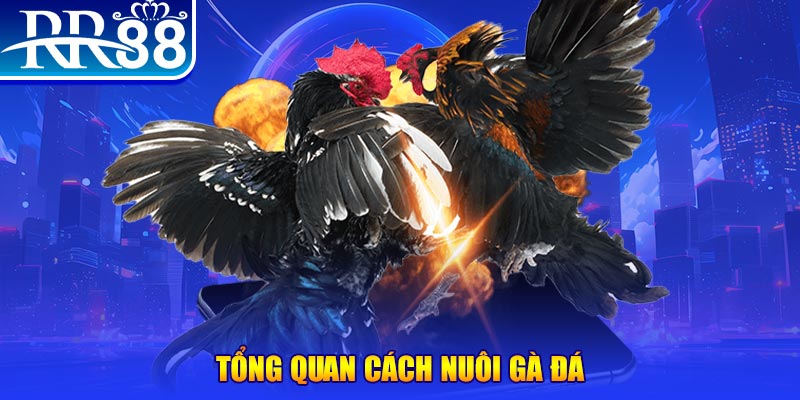 234 player xổ số thứ ba