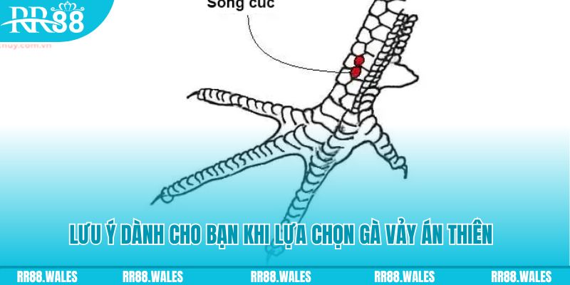 234 player xổ số khánh hòa